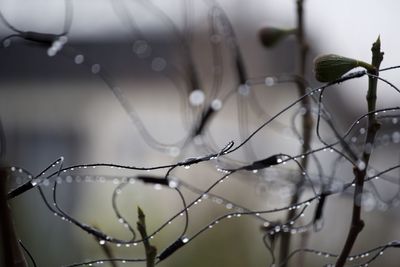 Close-up of caterpillar in water