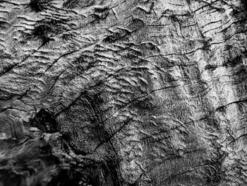 Full frame shot of tree trunk