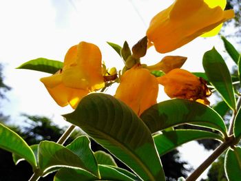 Low angle view of yellow flowers against sky