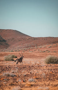 Oryx antelope in the namibian desert