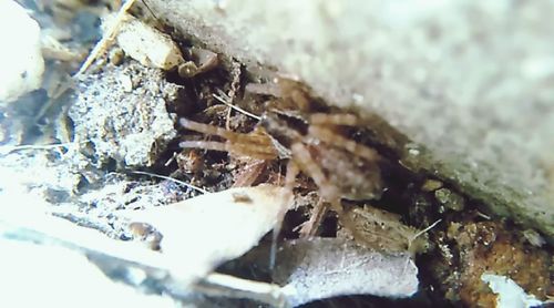 Close-up of insect on stem