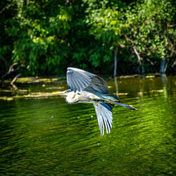 View of a bird flying over lake