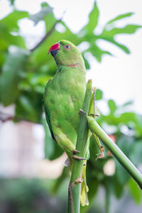 Close-up of a bird perching on branch