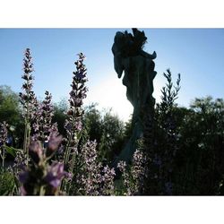 Low angle view of trees against sky