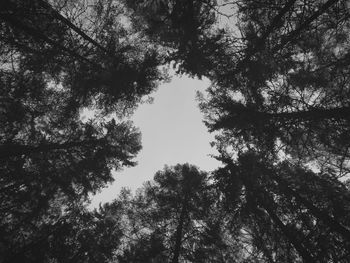 Low angle view of trees against sky