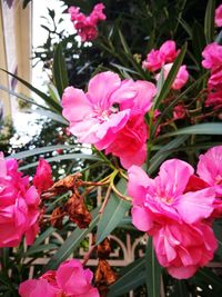 Close-up of pink bougainvillea blooming outdoors