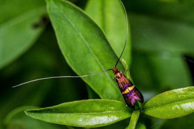 Close-up of insect on leaf