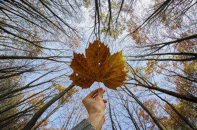 Low angle view of hand holding autumn leaf