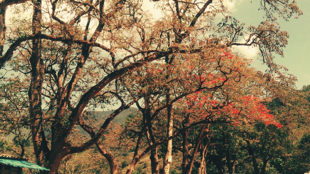 tree, plant, beauty in nature, growth, branch, nature, no people, tranquility, flower, sky, day, flowering plant, low angle view, scenics - nature, blossom, tranquil scene, outdoors, springtime, autumn, fragility, change, cherry blossom, cherry tree