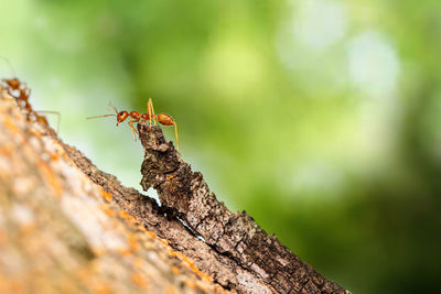 Fire ant on branch in nature ,selection focus only on some points in the image.