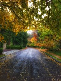 Road passing through forest