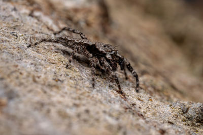 Close-up of insect on rock