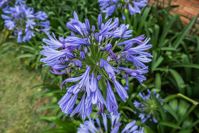 Close-up of purple flowers