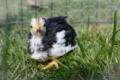 Bird in a field