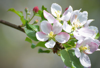 Close-up of flowers blooming on plant