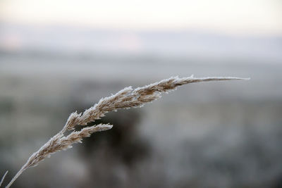 Close-up of frozen plant on land