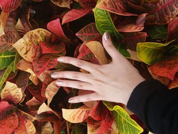 Close-up of woman holding leaves