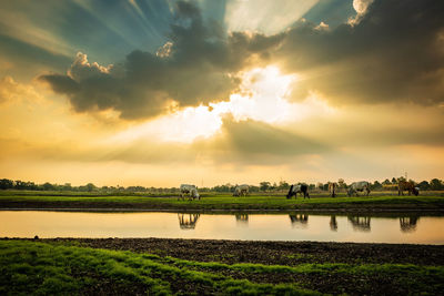 Scenic view of agricultural field against sky during sunset