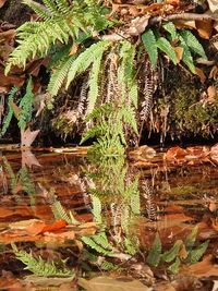 Plants growing on field by lake in forest