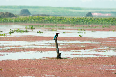 View of a bird on a wetland land