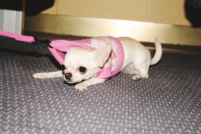 Cookie the little chihuahua is not happy