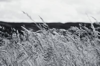 grass