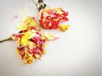 High angle view of multi colored roses against white background