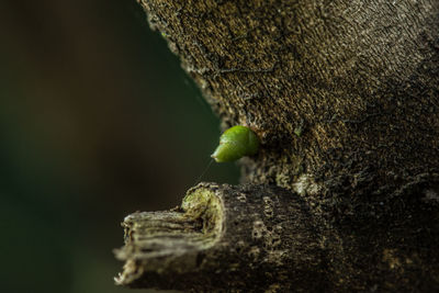 Close-up of lizard