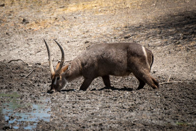 Male common waterbuck wades into waterhole drinking