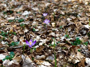 High angle view of purple crocus flowers on field