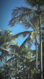 Low angle view of palm trees against blue sky