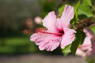 Close-up of pink flowering plant