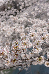 Close-up of white cherry blossom tree