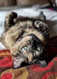 Close-up of a cat lying on bed