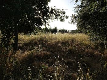 Plants growing on land