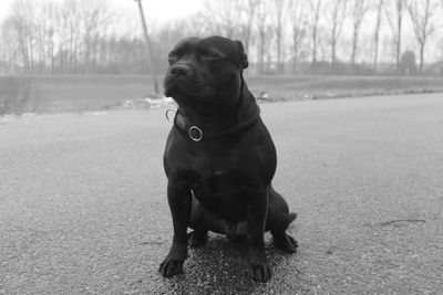 Close-up of dog sitting on tree