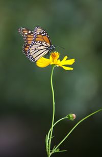 Close-up of butterfly pollinating on flower