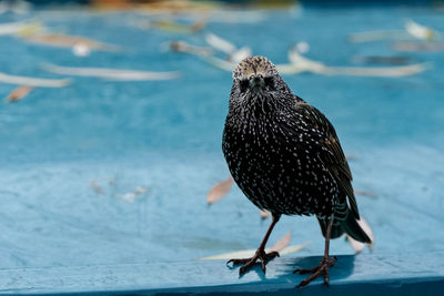 Close-up of bird perching on a barge