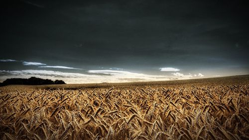 Scenic view of wheat field against sky