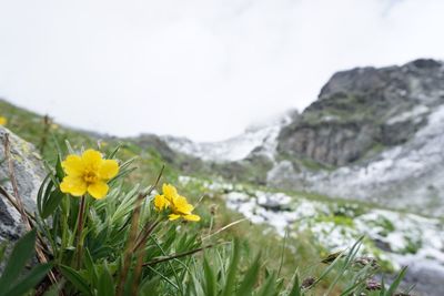 Close-up of yellow flowers blooming in park