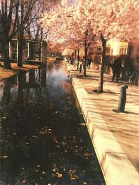 Trees by water