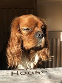 Close-up of dog looking at home