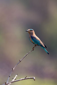 Close-up of kingfisher perching on stem