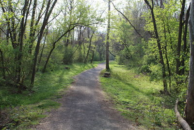 Walkway amidst trees in park