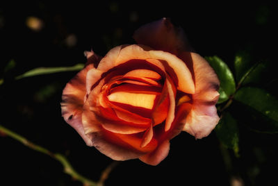 Close-up of rose