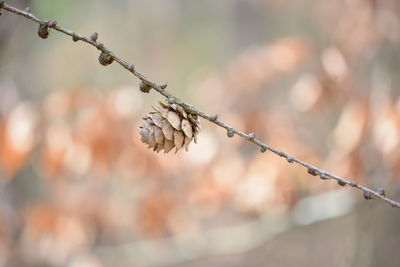 Close-up of dry plant against blurred background