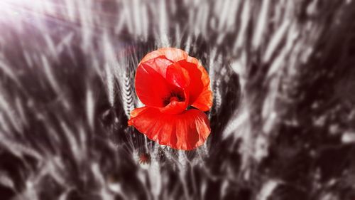 Close-up of red poppy flower