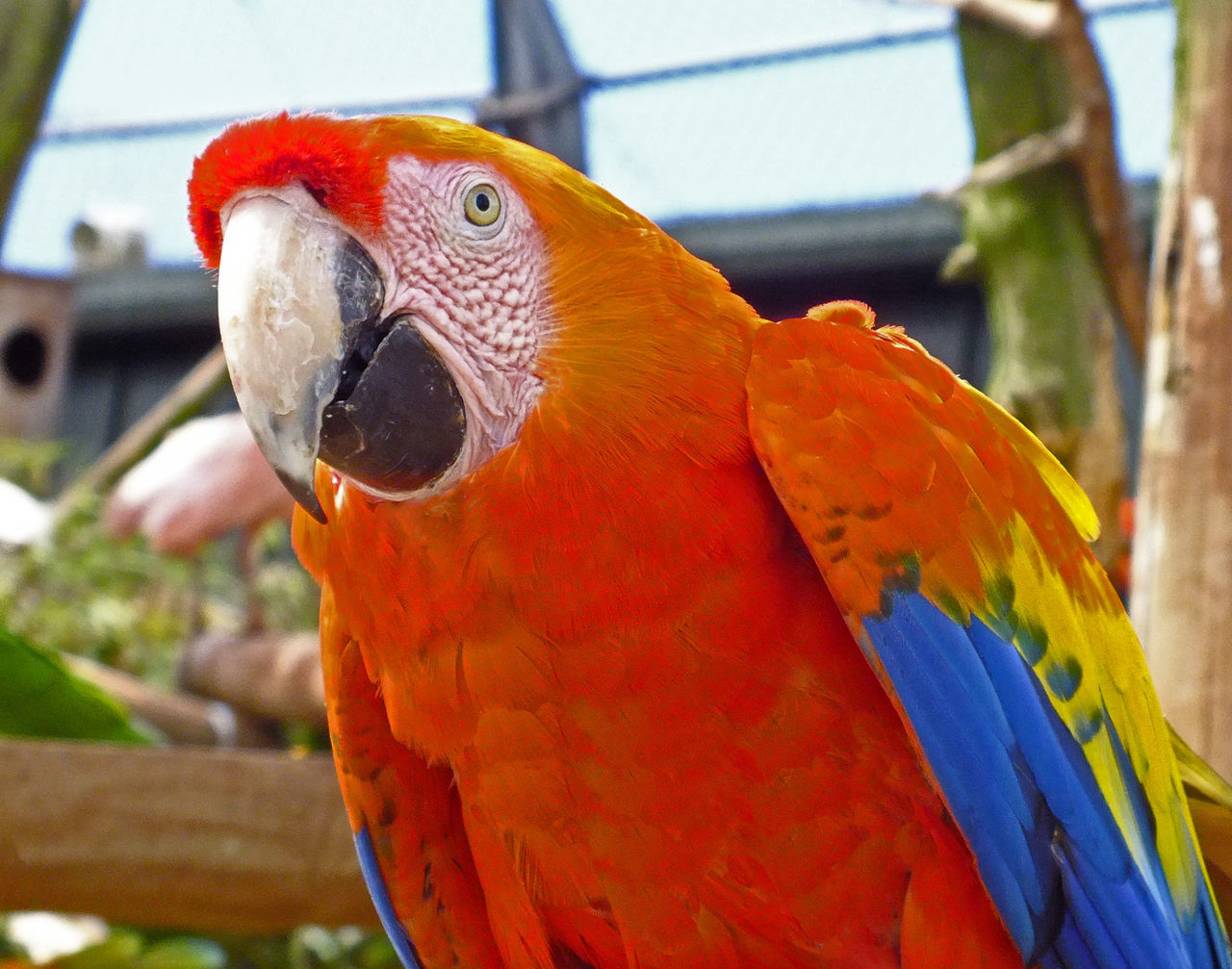 Gold and blue macaw