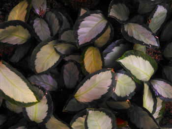 Full frame shot of lotus leaves