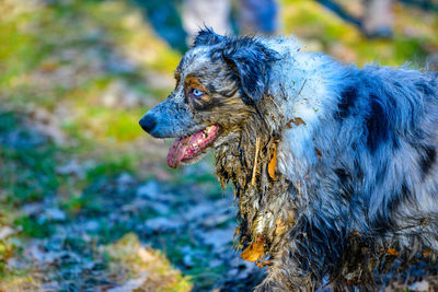 Close-up of dirty dog looking away